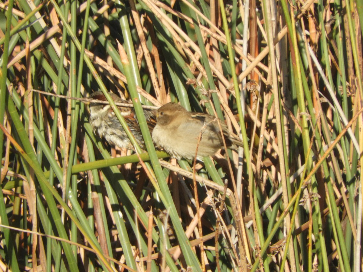 House Sparrow - Charles Silveira