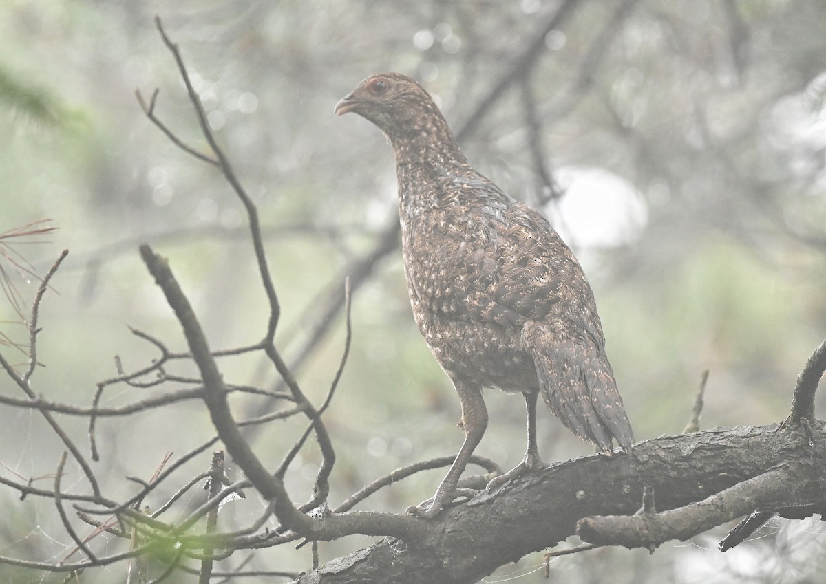 Tragopan de Cabot - ML619719599