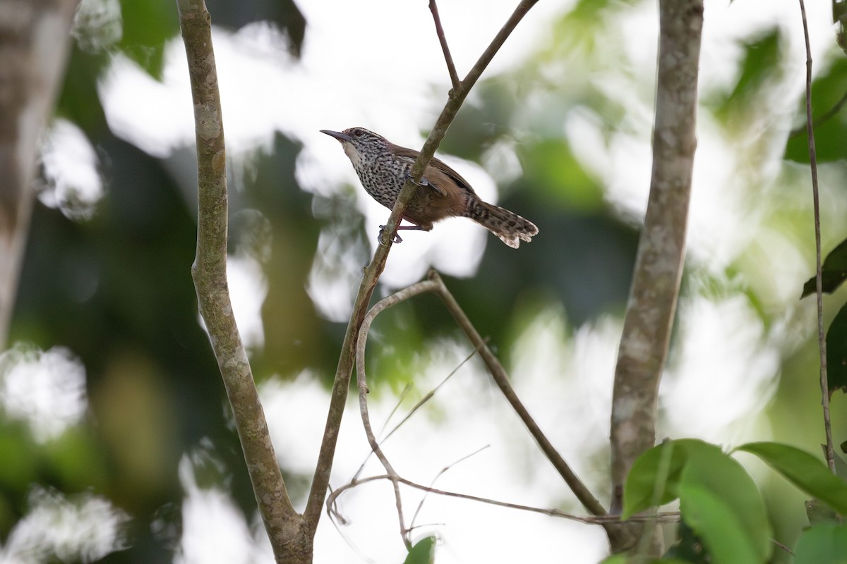 Spot-breasted Wren - ML619719607