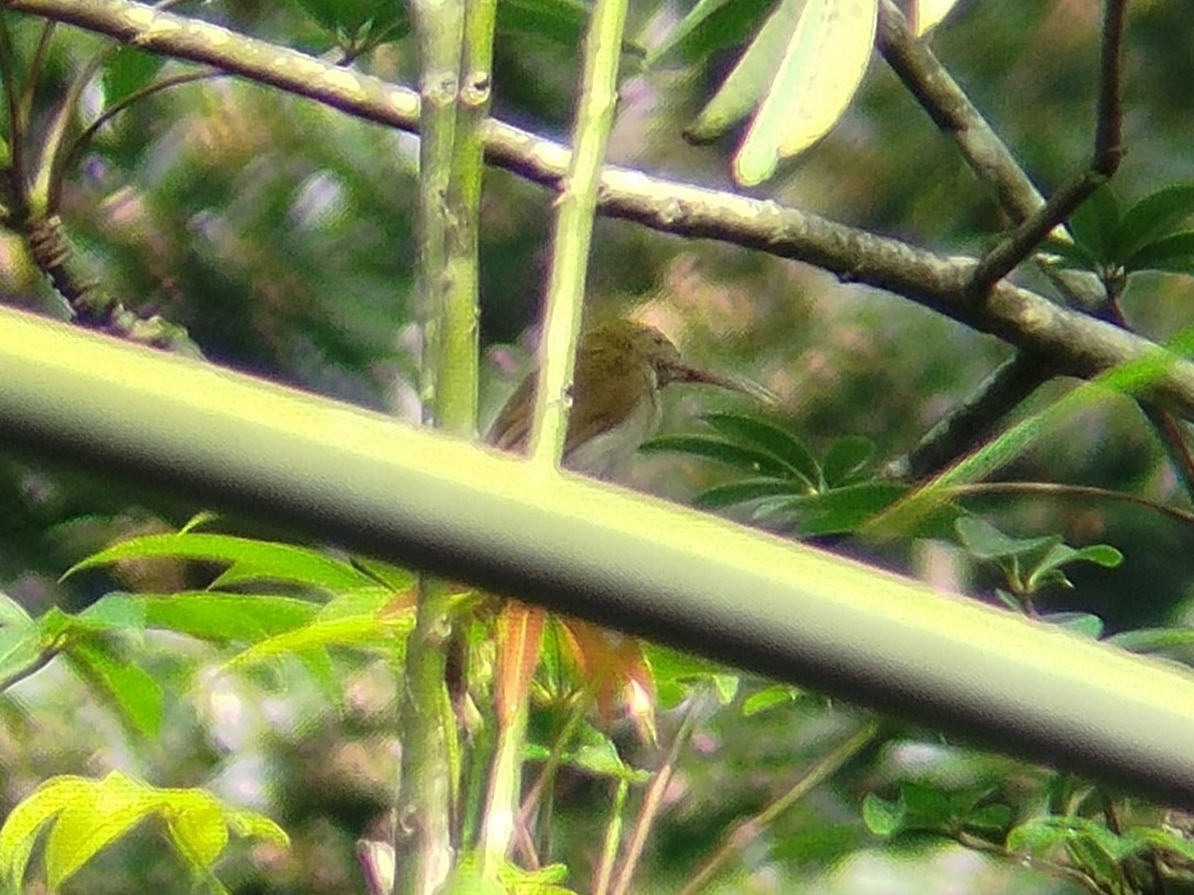 Gray-breasted Spiderhunter - ML619719614