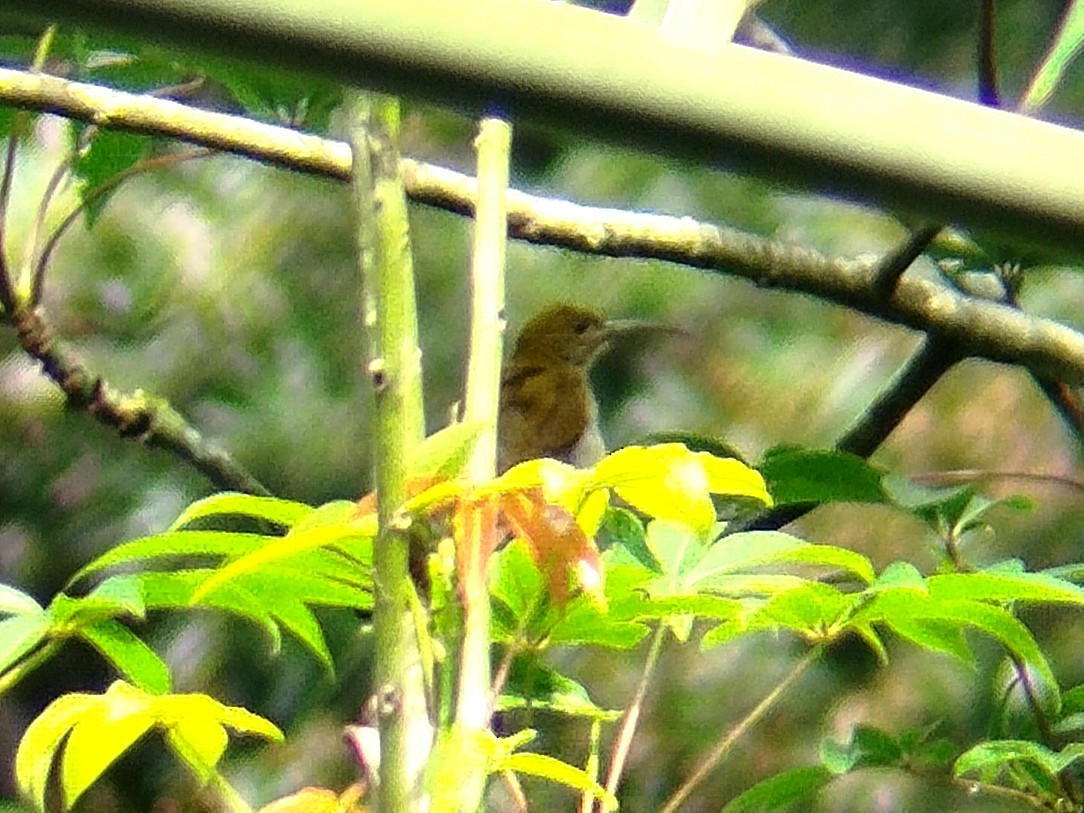 Gray-breasted Spiderhunter - ML619719615