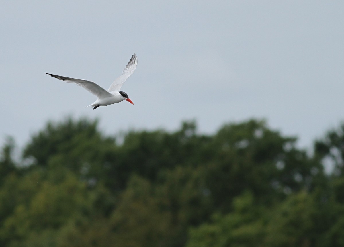 Txenada mokogorria - ML619719643