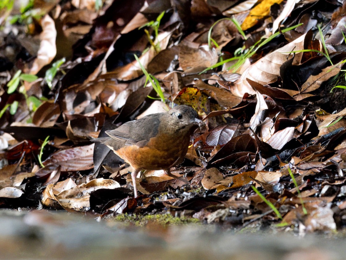 Everett's Thrush - ML619719651