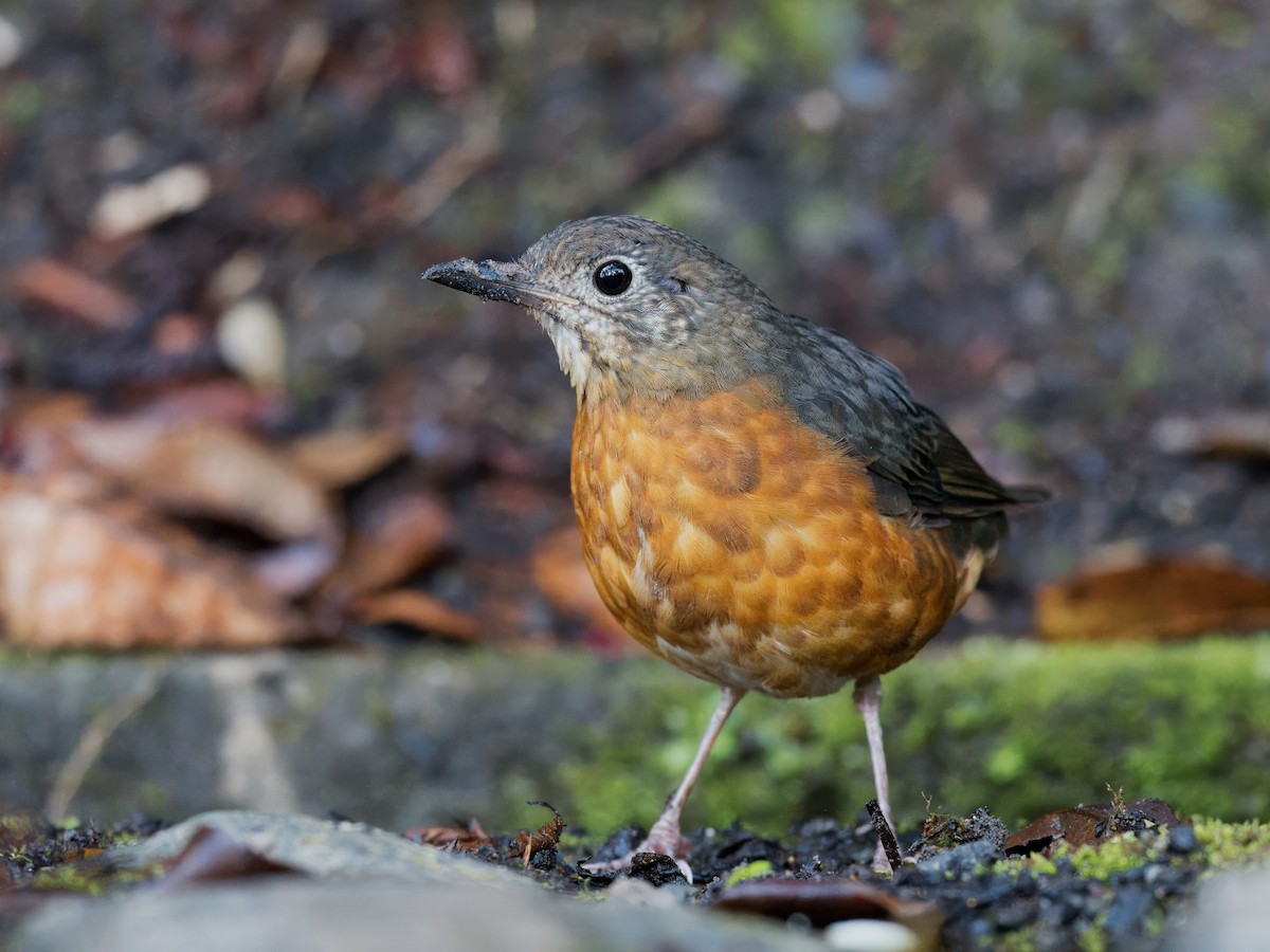 Everett's Thrush - ML619719656