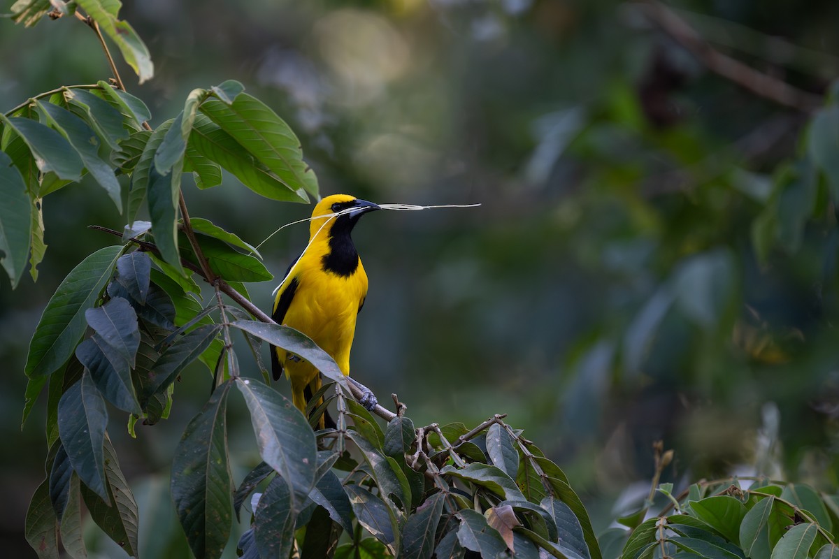 Yellow-tailed Oriole - ML619719671