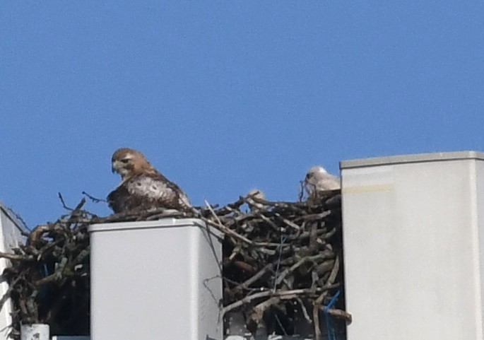 Red-tailed Hawk - ML619719694