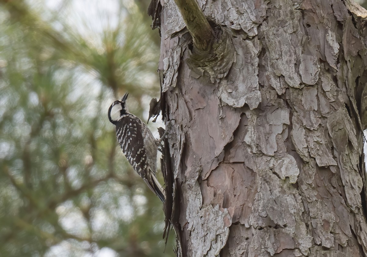 Red-cockaded Woodpecker - ML619719696