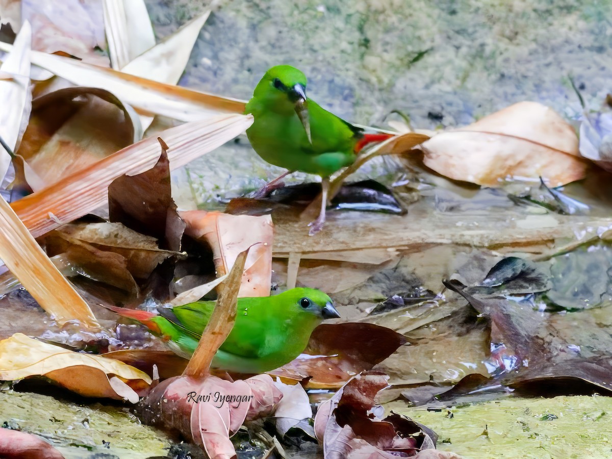 Green-faced Parrotfinch - ML619719705