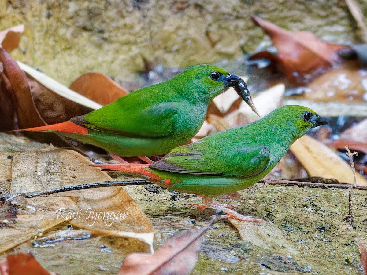 Green-faced Parrotfinch - Ravi Iyengar