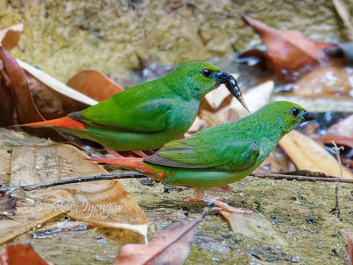 Green-faced Parrotfinch - ML619719709