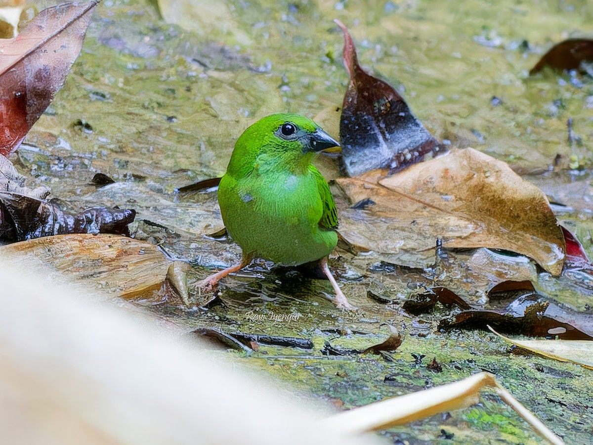 Green-faced Parrotfinch - ML619719710