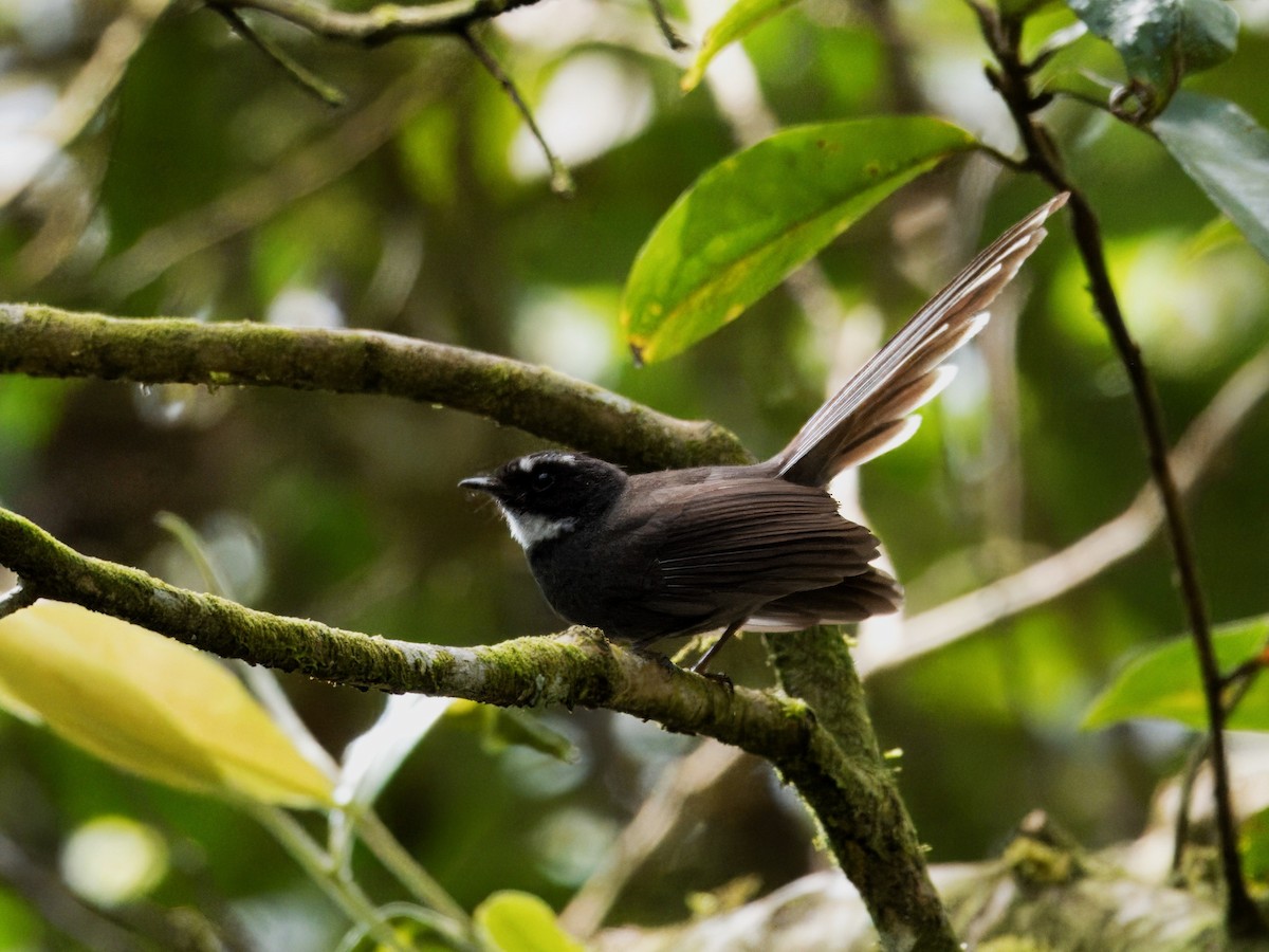 White-throated Fantail - ML619719721
