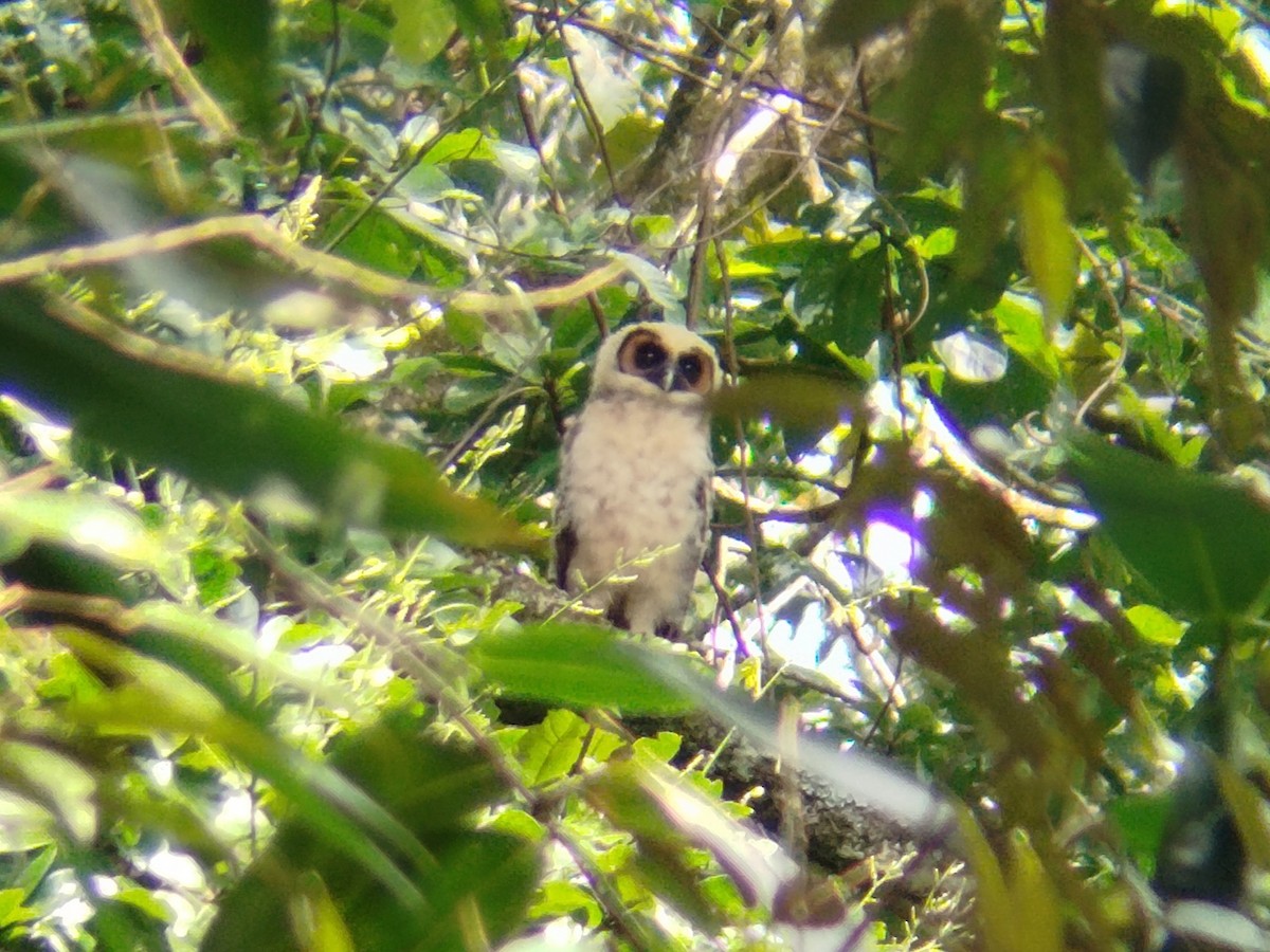 Brown Wood-Owl - ML619719725