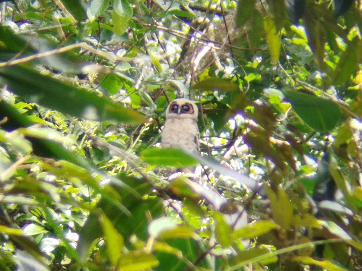 Brown Wood-Owl - ML619719726
