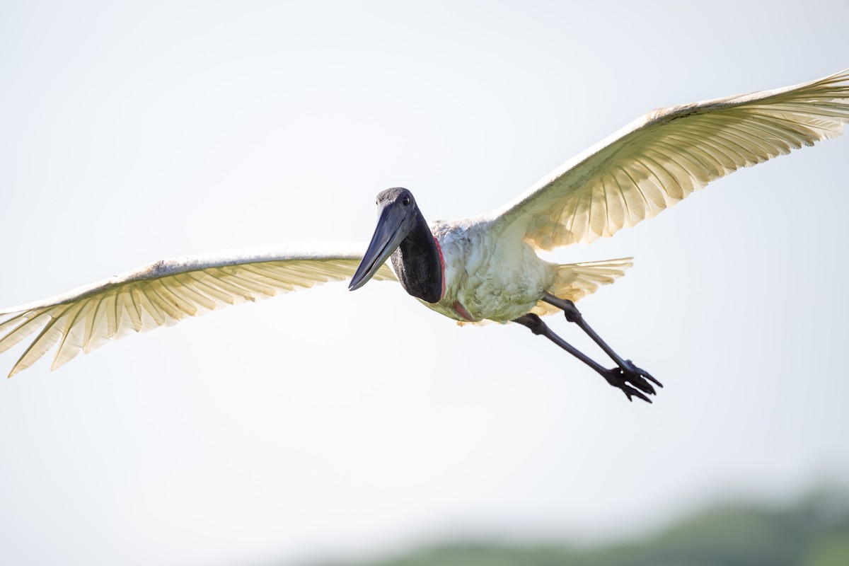 Jabiru - ML619719731