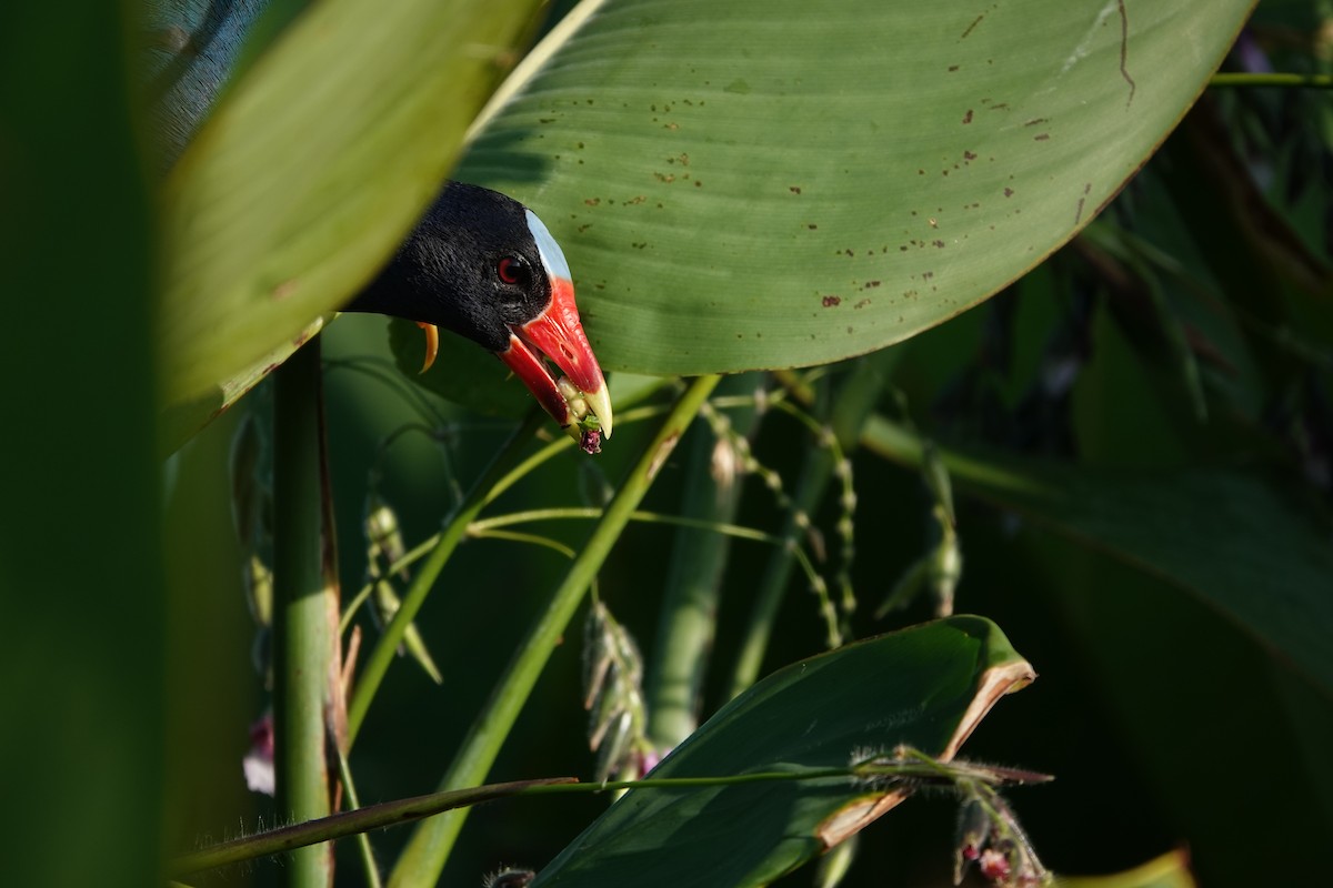 Purple Gallinule - ML619719739