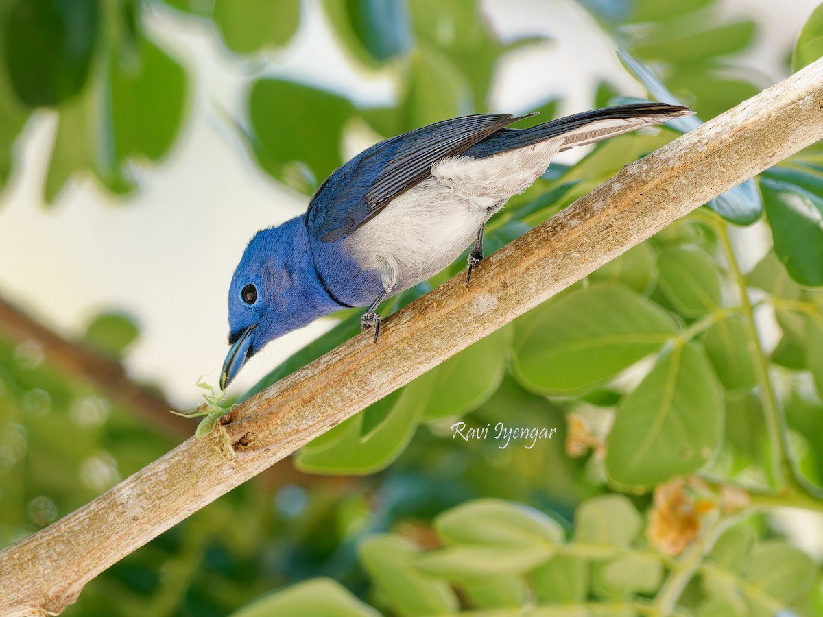 Black-naped Monarch - ML619719758