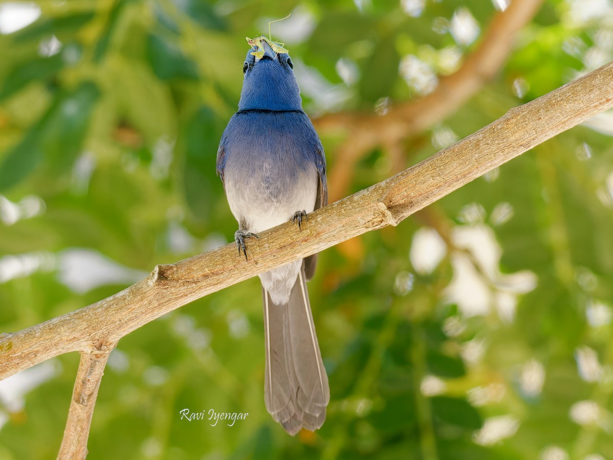 Black-naped Monarch - ML619719759