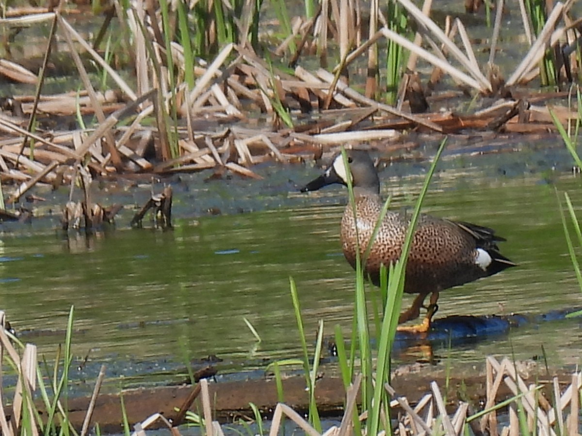 Blue-winged Teal - ML619719768