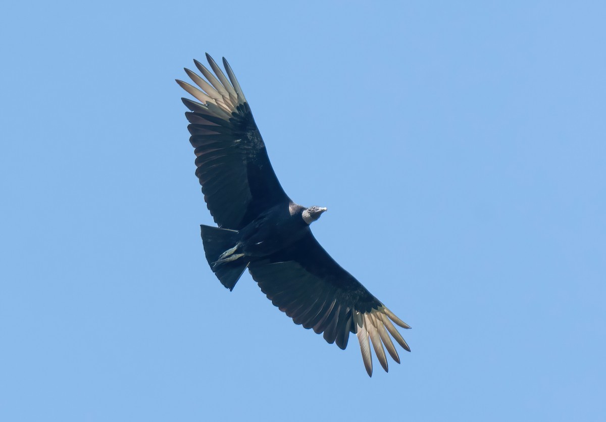 Black Vulture - ML619719771