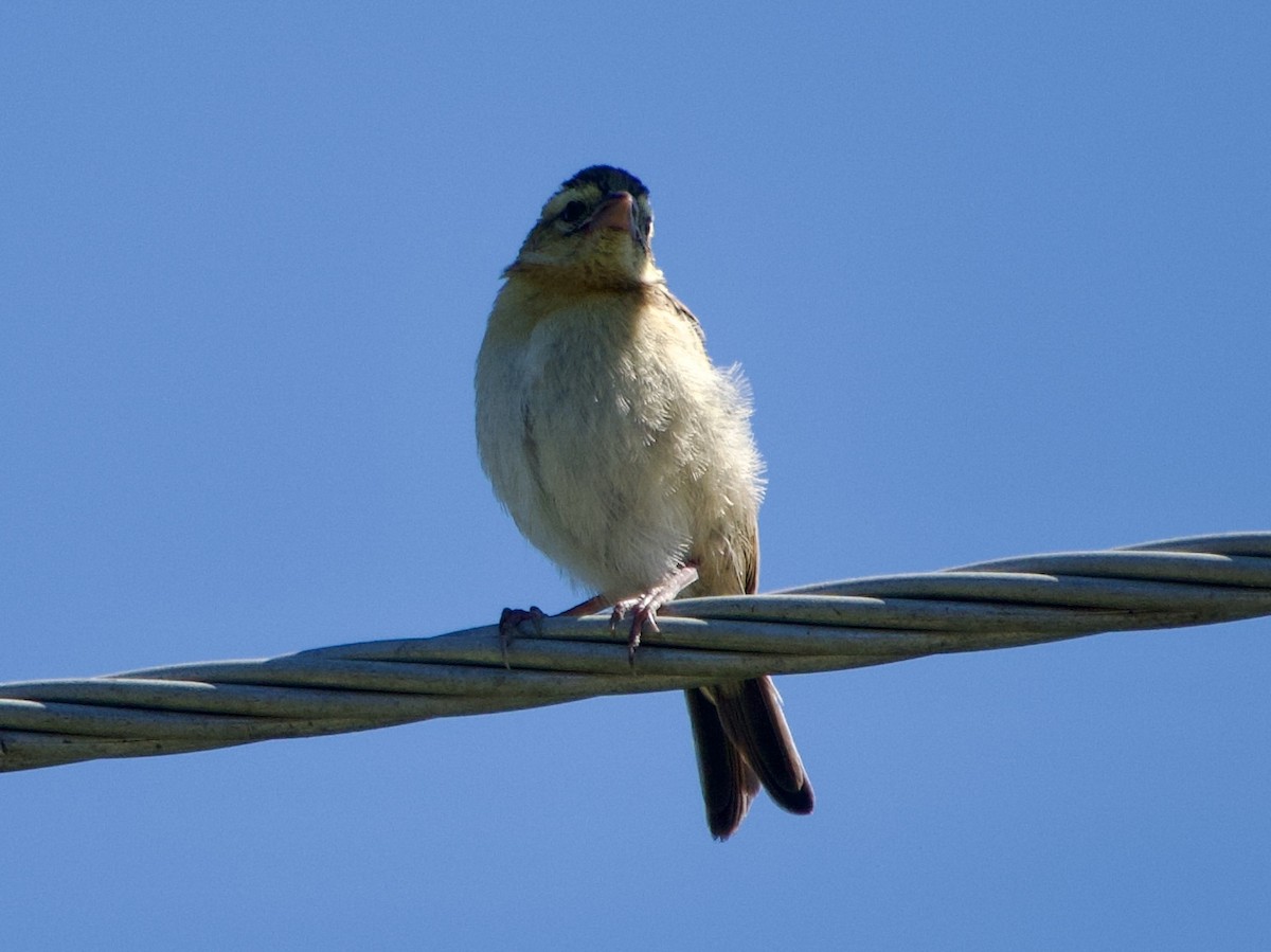 Red-collared Widowbird - ML619719776