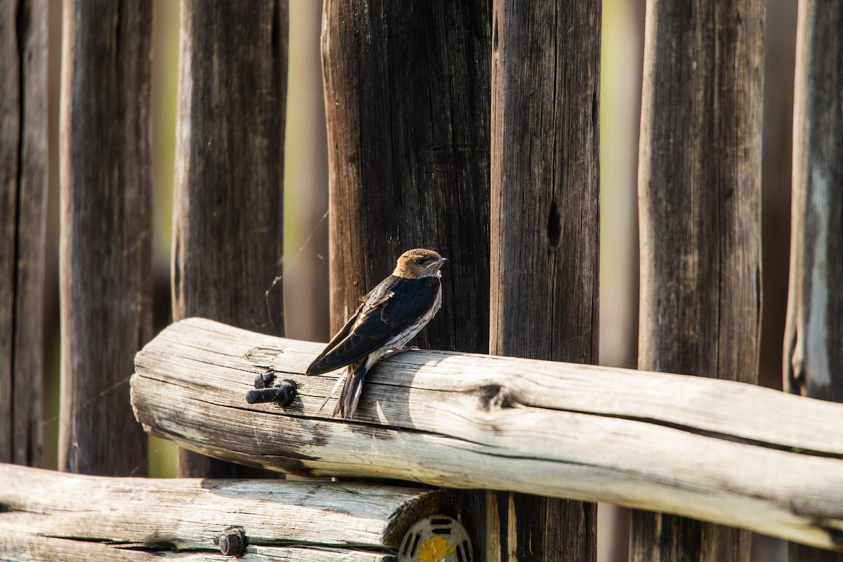 Lesser Striped Swallow - ML619719777