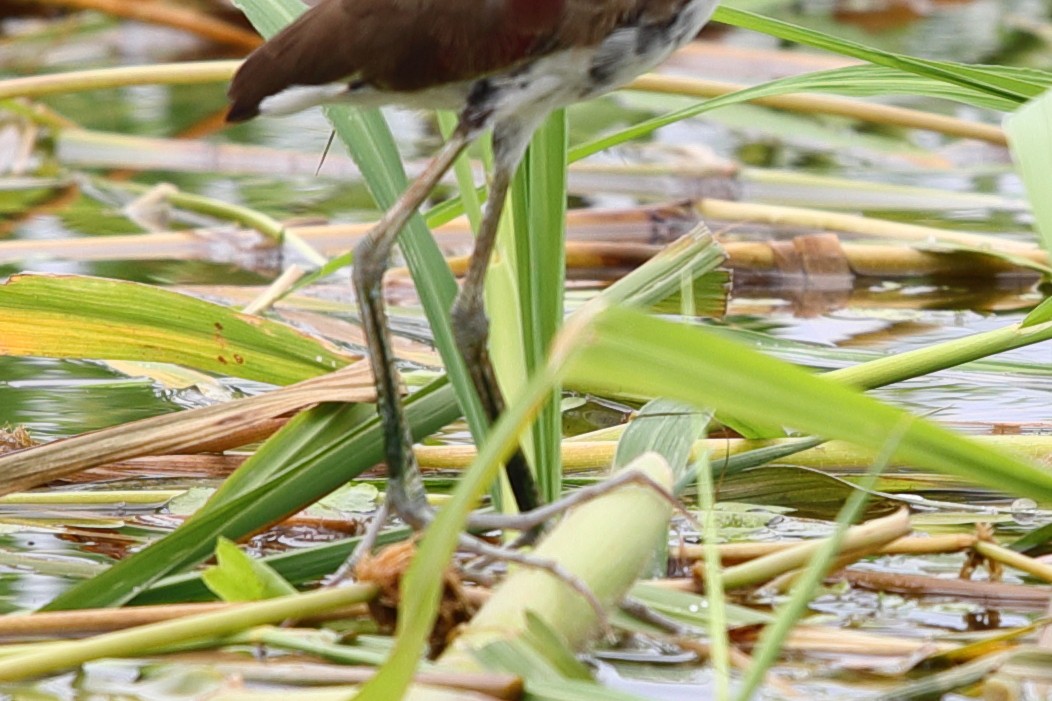 Wattled Jacana - ML619719781