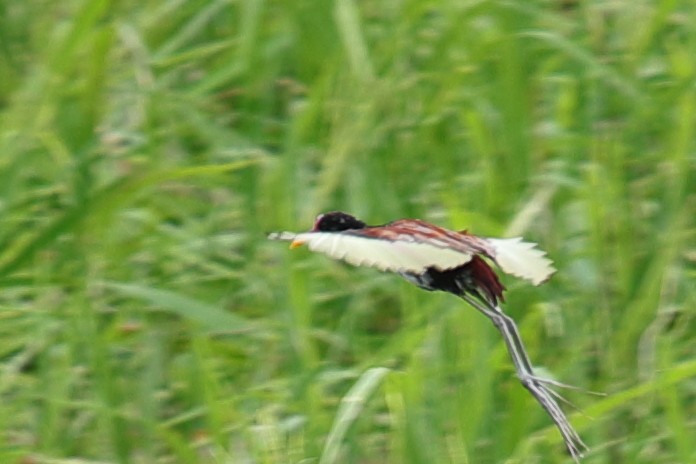 Wattled Jacana - ML619719782