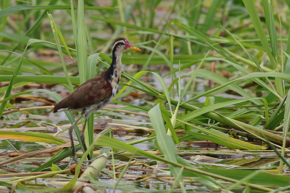 Wattled Jacana - ML619719783