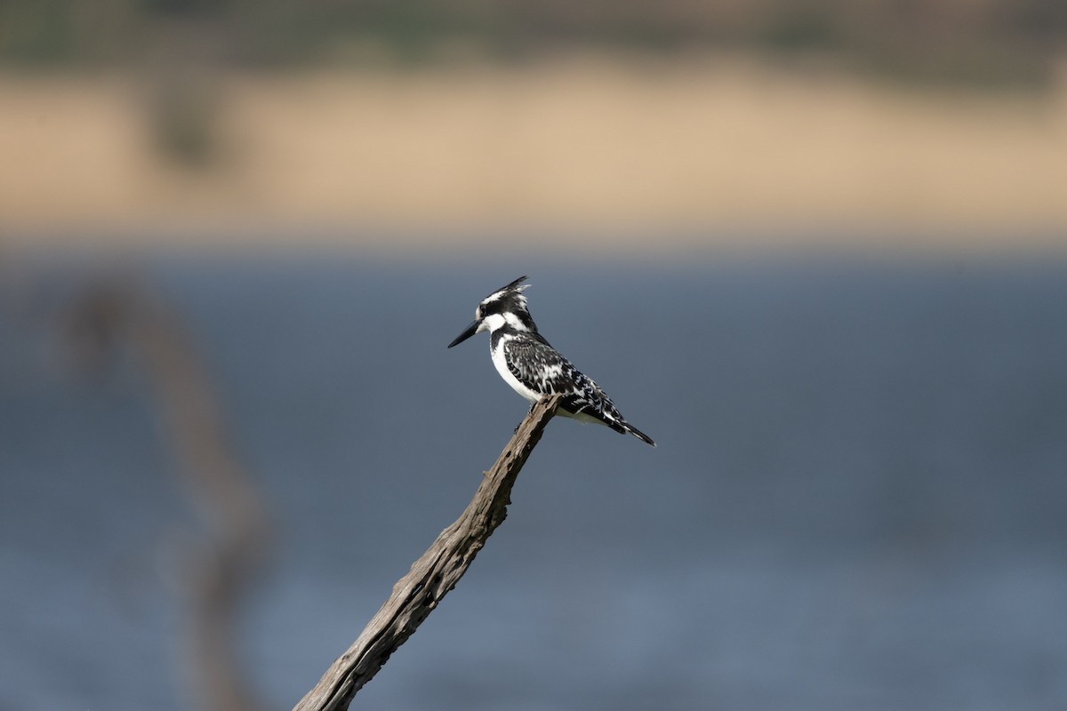 Pied Kingfisher - ML619719790