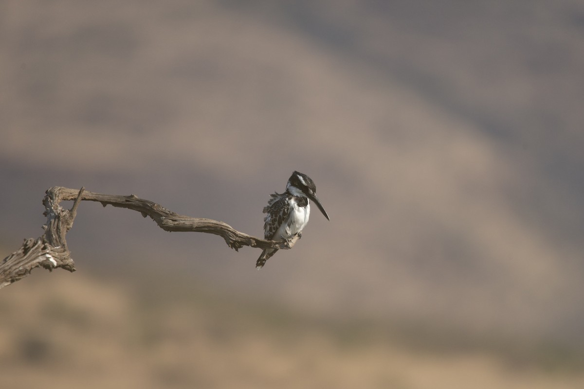 Pied Kingfisher - ML619719791