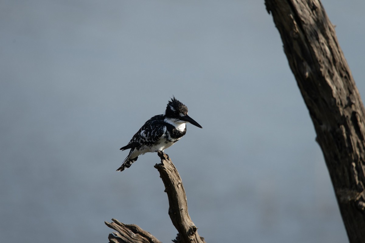 Pied Kingfisher - ML619719793