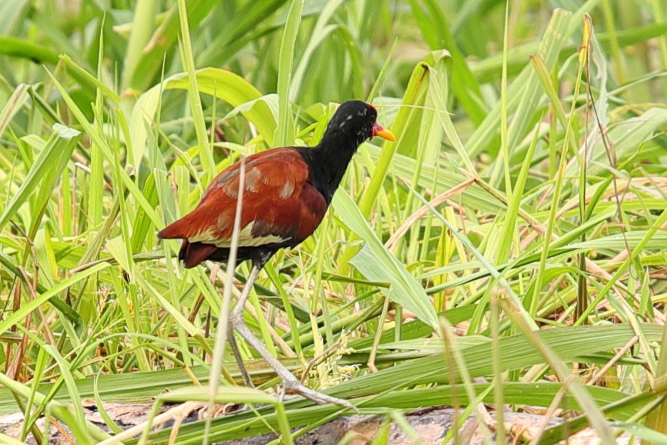 Jacana Suramericana - ML619719802