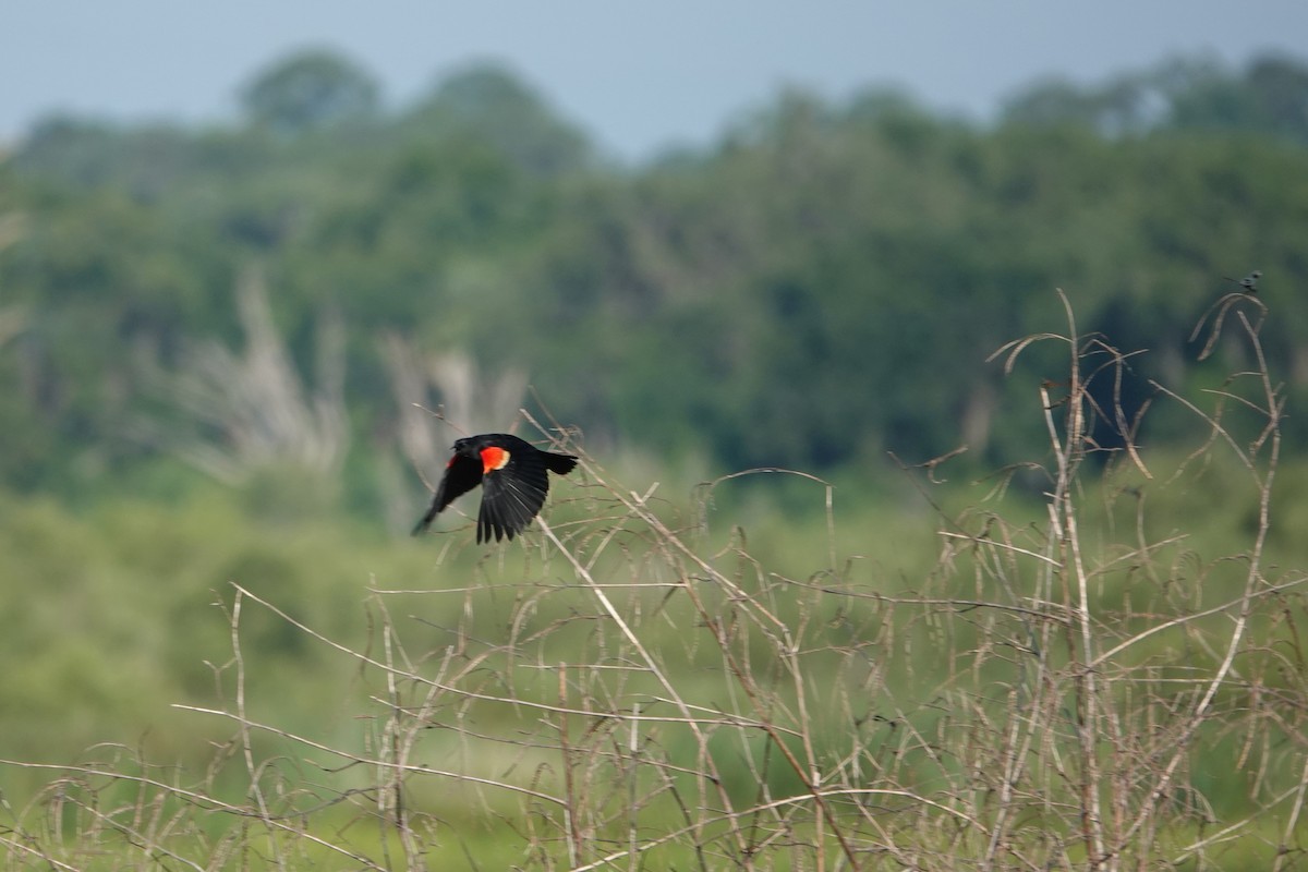 Red-winged Blackbird - ML619719808