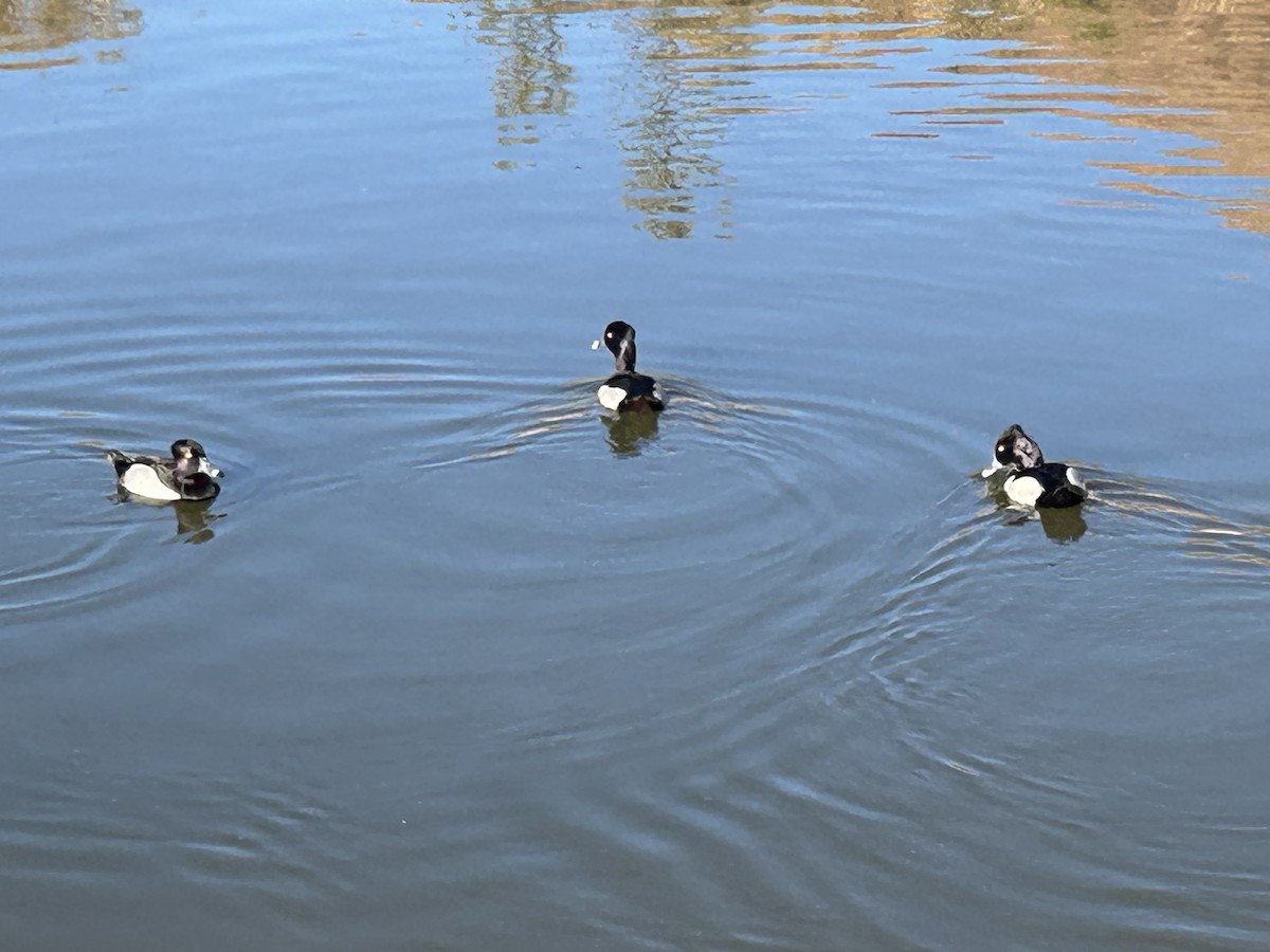 Ring-necked Duck - ML619719809