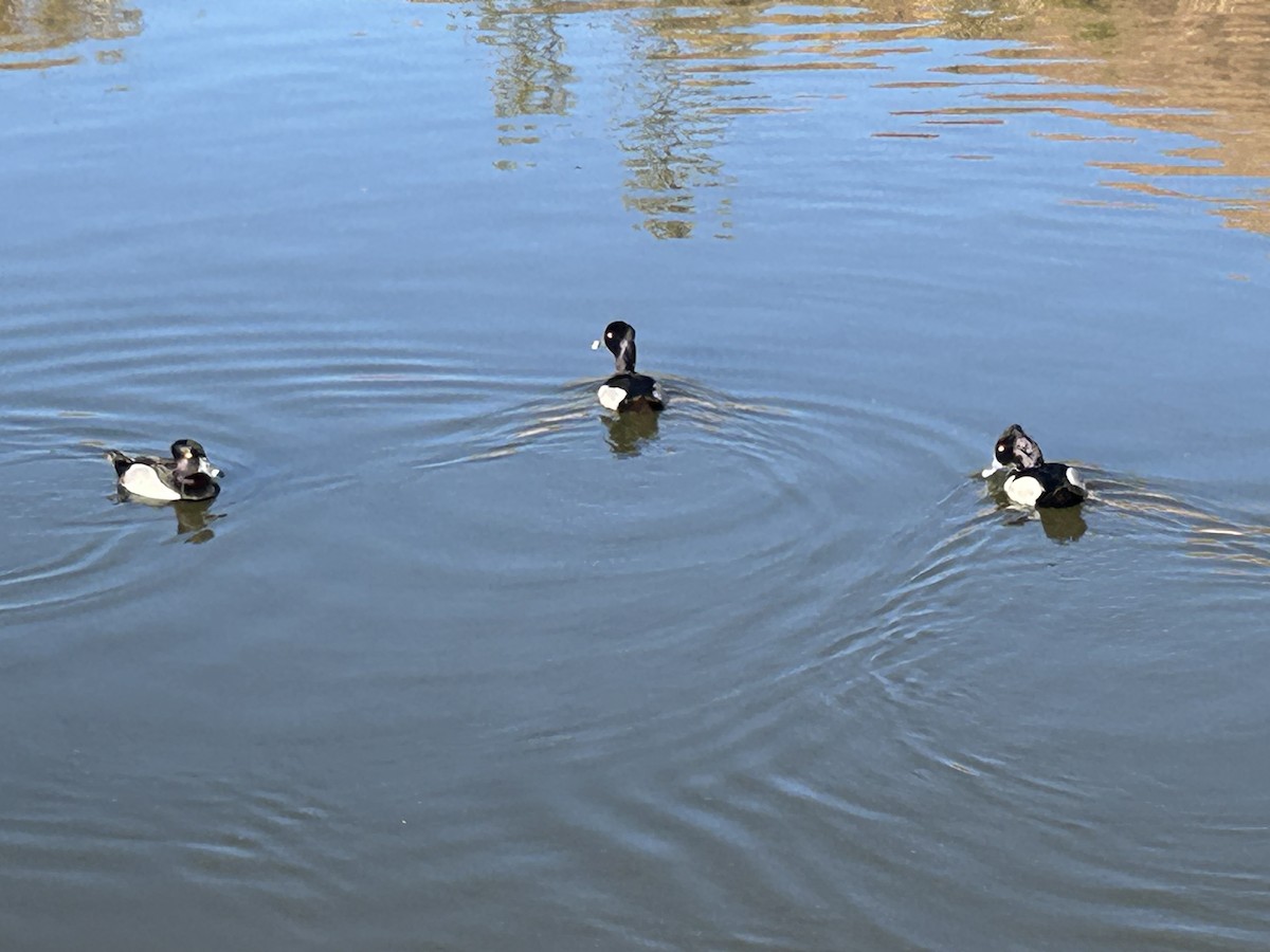 Ring-necked Duck - ML619719809