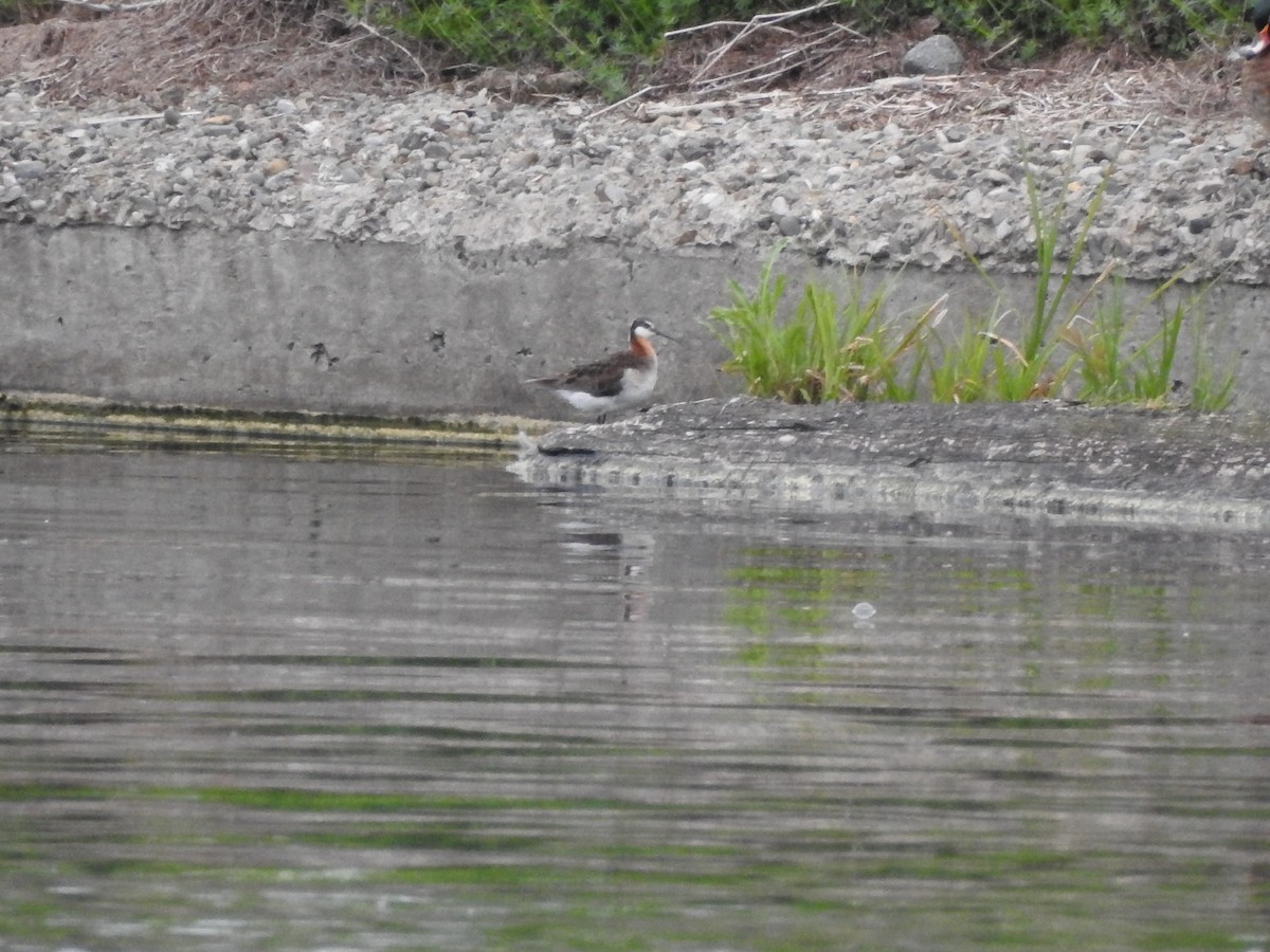 Wilson's Phalarope - ML619719833