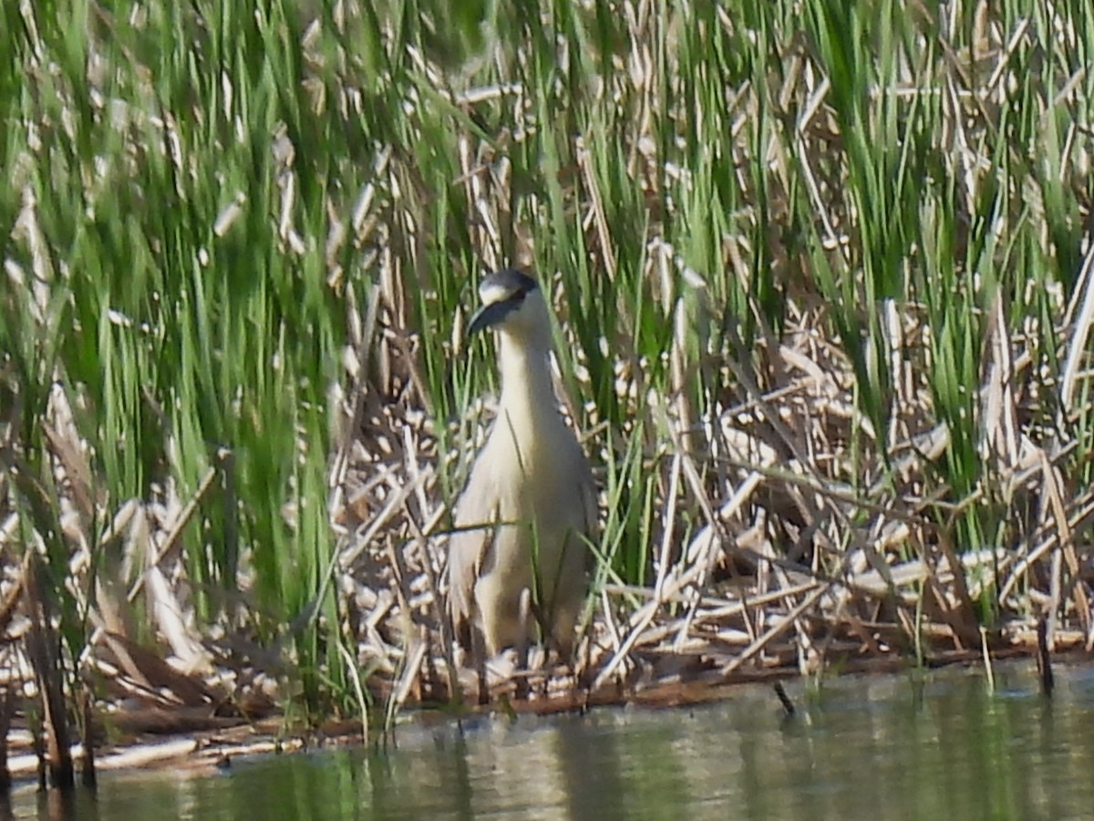 Black-crowned Night Heron - ML619719834