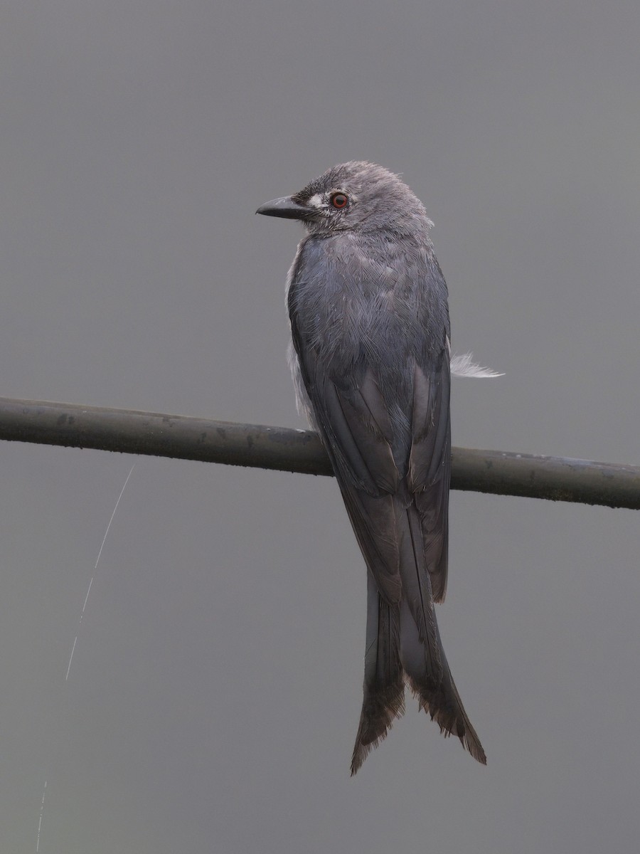 drongo kouřový - ML619719847