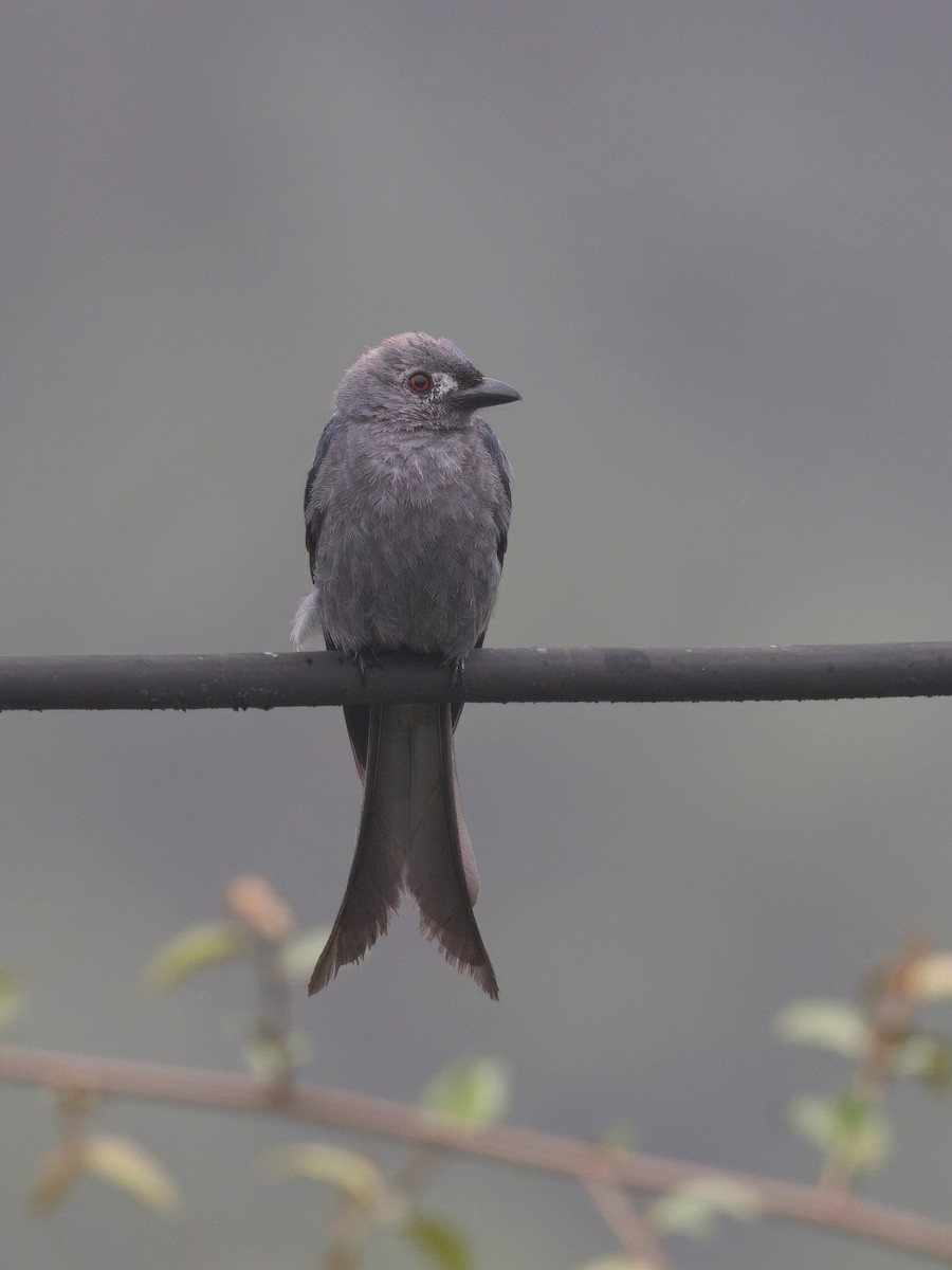 Ashy Drongo - ML619719848