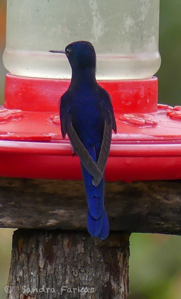 kolibřík královský - ML619719857