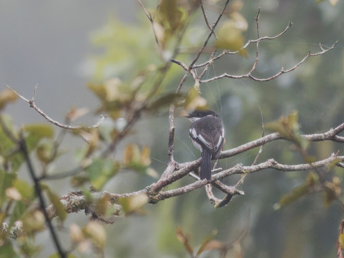 Bar-winged Flycatcher-shrike - Evelyn Lee