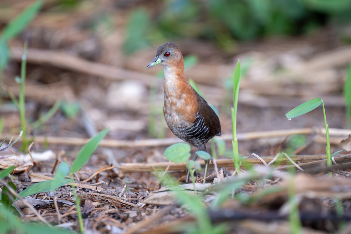 White-throated Crake - ML619719868