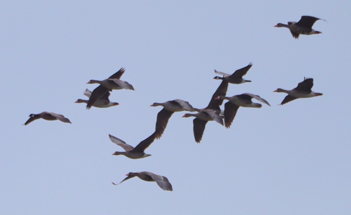 Greater White-fronted Goose - ML619719874