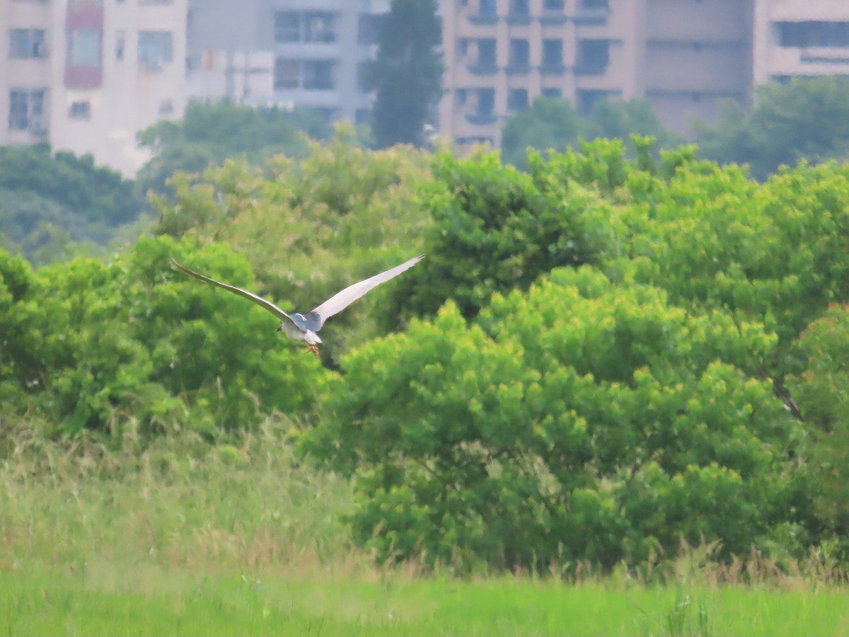 Black-crowned Night Heron - ML619719879