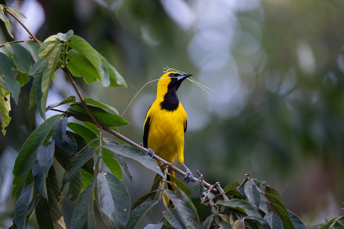 Yellow-tailed Oriole - ML619719885