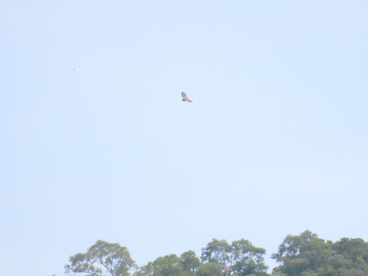 Crested Serpent-Eagle - ML619719898