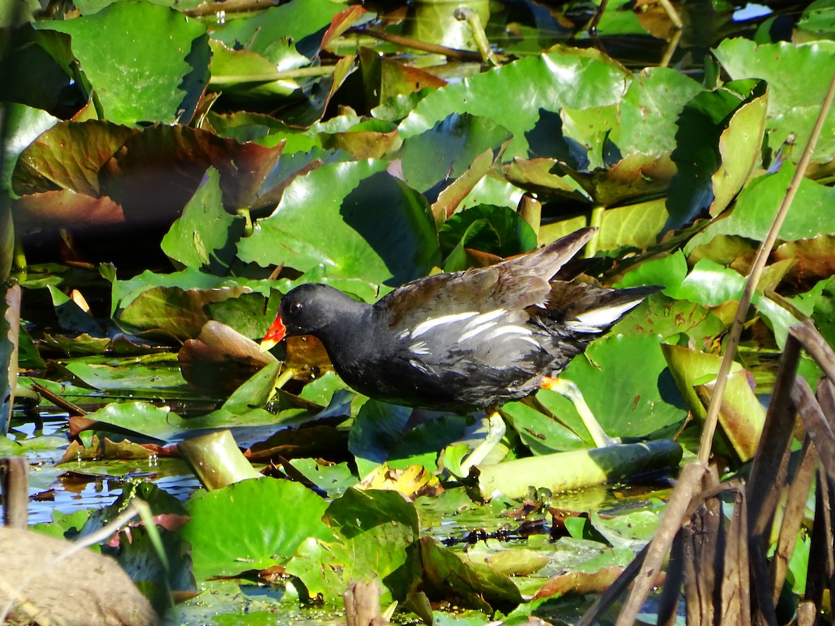 Eurasian Moorhen - ML619719909