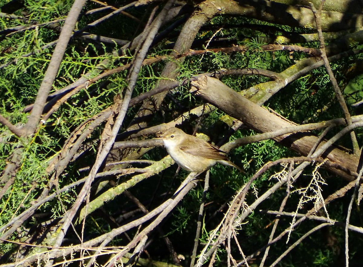 Common Reed Warbler - ML619719943