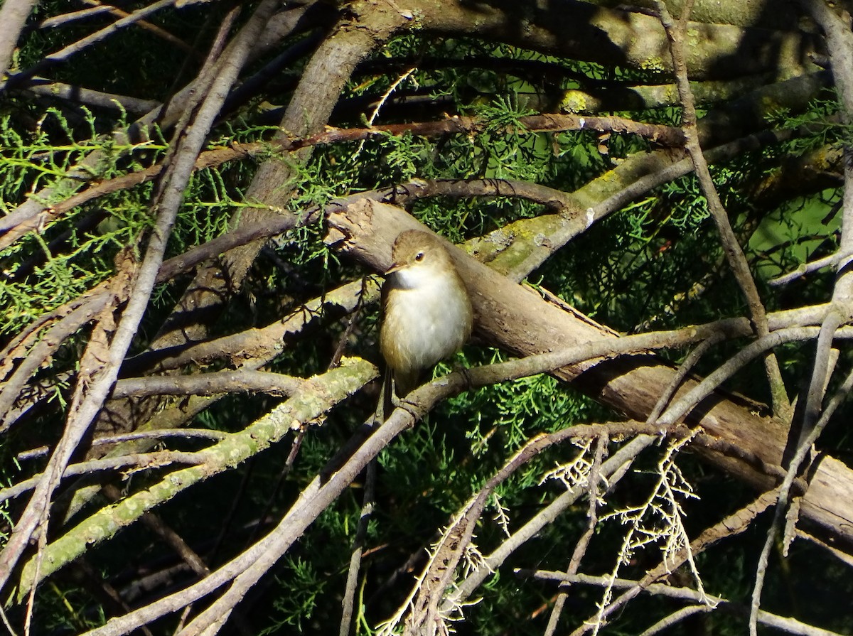 Common Reed Warbler - ML619719944